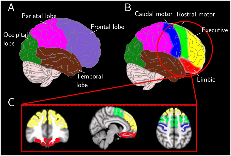 Cortical targets